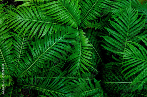 Fototapeta Naklejka Na Ścianę i Meble -  abstract green fern leaf texture, dark blue tone nature background, tropical leaf