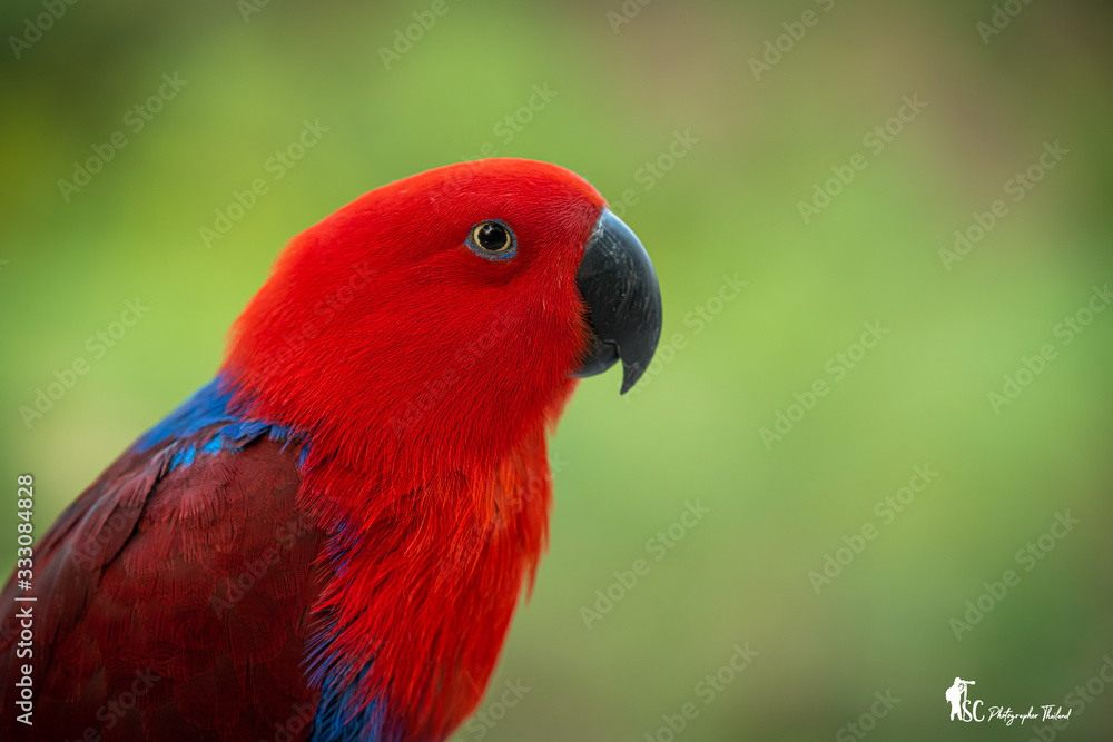 Portrait beautiful colorful Eclectus Parrot with blur nature background.