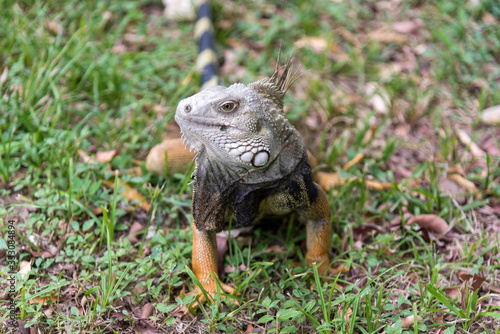 Wild adult iguana in a park of a country town in Colombia.