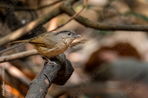 Black-browed Fulvetta perching on a perch looking into a distance photo