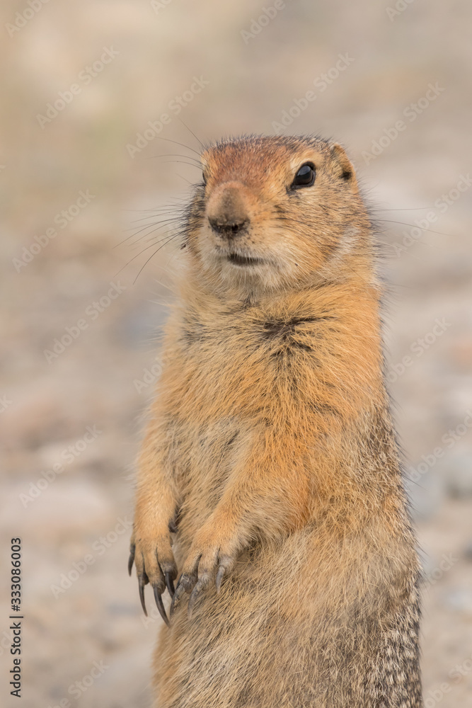 Portrait of an adult American gopher sitting on the ground Portrait of an adult American gopher sitting on the ground