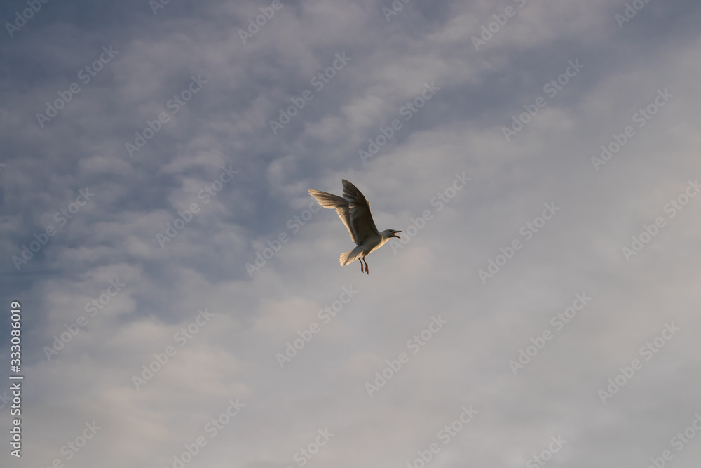 Photo of an adult gull on a blue sky and clouds Photo of an adult gull on a blue sky and clouds