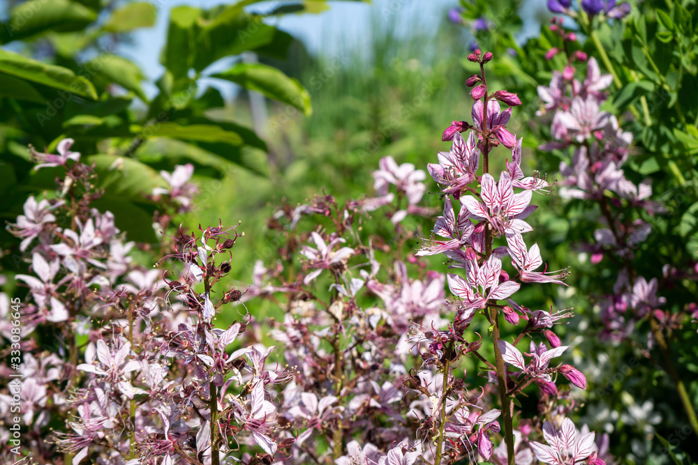 Fototapeta premium Pink Flowers 1