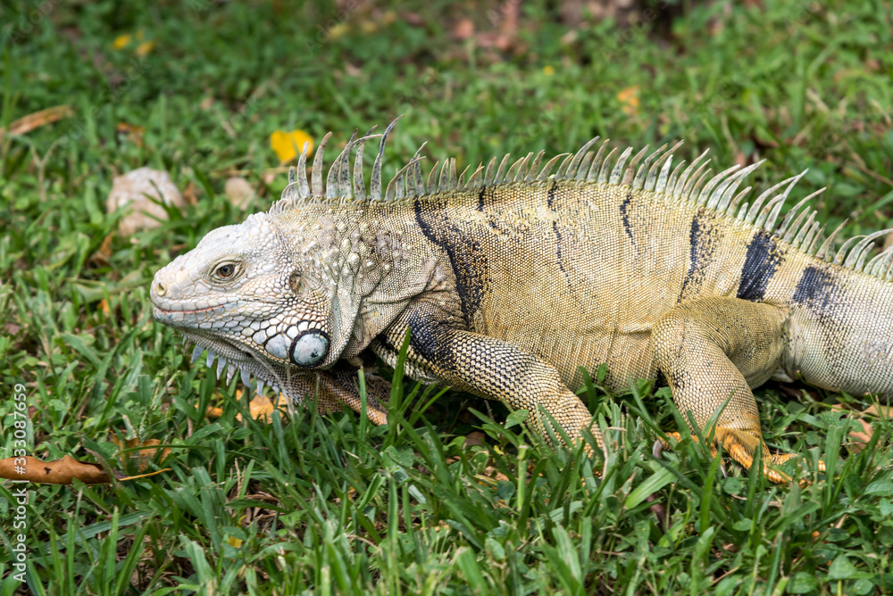 Wild adult iguana in a park of a country town in Colombia. Wild adult iguana in a park of a country town in Colombia.