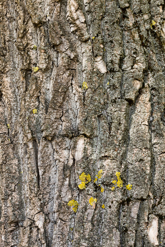 uneven tree bark © rsooll