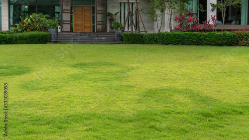 Fresh green grass smooth lawn with bush, trees on the background, good maintenance landscapes in a garden 