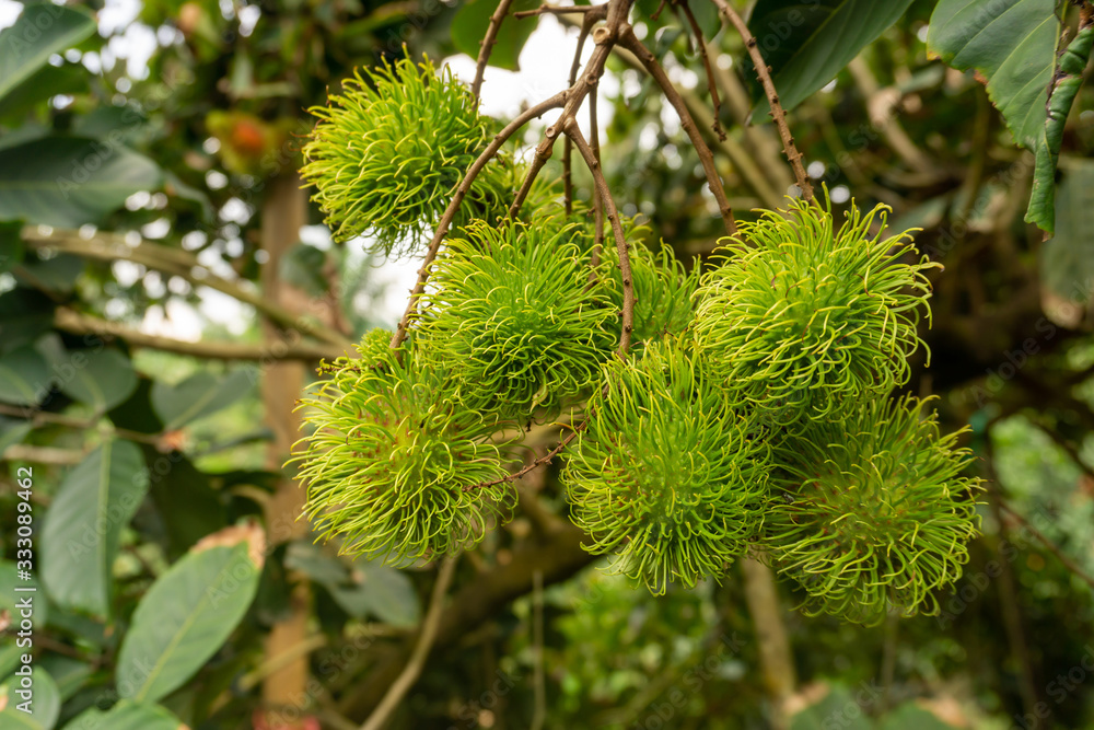 Bunches of young green rambutan fruits with green hair on greenery leaves tree in agriculture field Bunches of young green rambutan fruits with green hair on greenery leaves tree in agriculture field