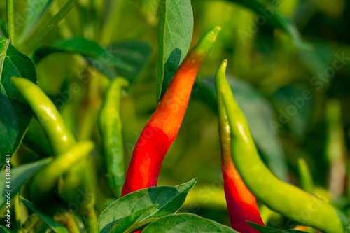 Chilli pepper garden concept, organic chillies vegetable planting in farm countryside, red and green fruit peppers on stem for havesting to cooking and sell in market  photo