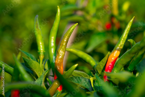 Chilli pepper garden concept, organic chillies vegetable planting in farm countryside, red and green fruit peppers on stem for havesting to cooking and sell in market  photo