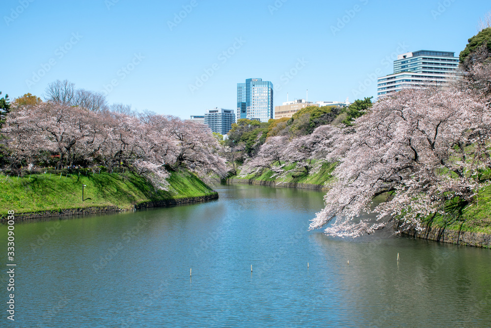Sakura, cherry blossoms in Chidorigafuchi Tokyo Japan Sakura, cherry blossoms in Chidorigafuchi Tokyo Japan