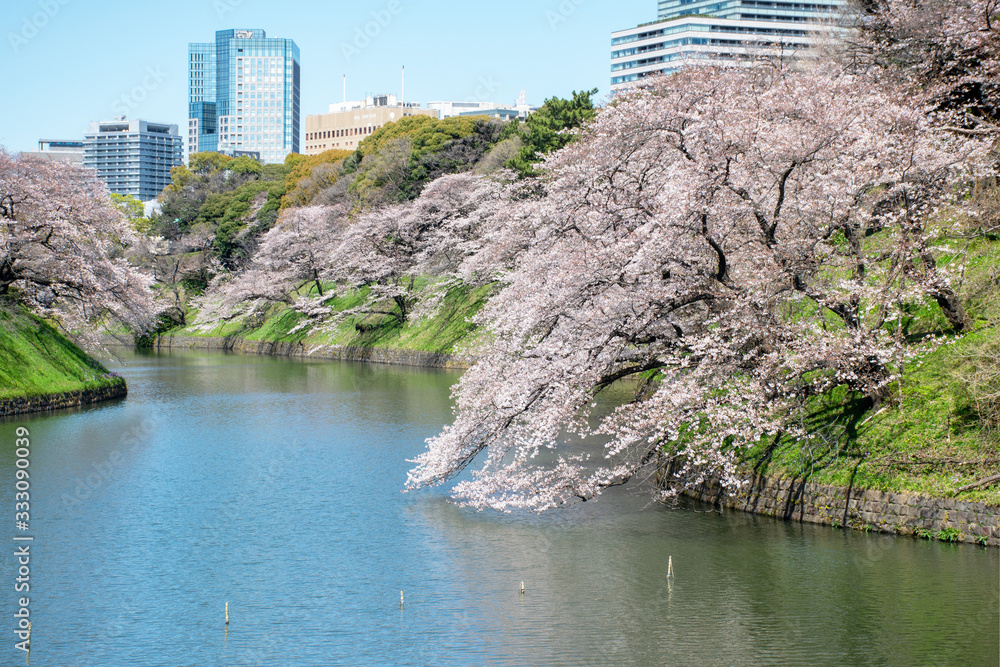 Sakura, cherry blossoms in Chidorigafuchi Tokyo Japan Sakura, cherry blossoms in Chidorigafuchi Tokyo Japan