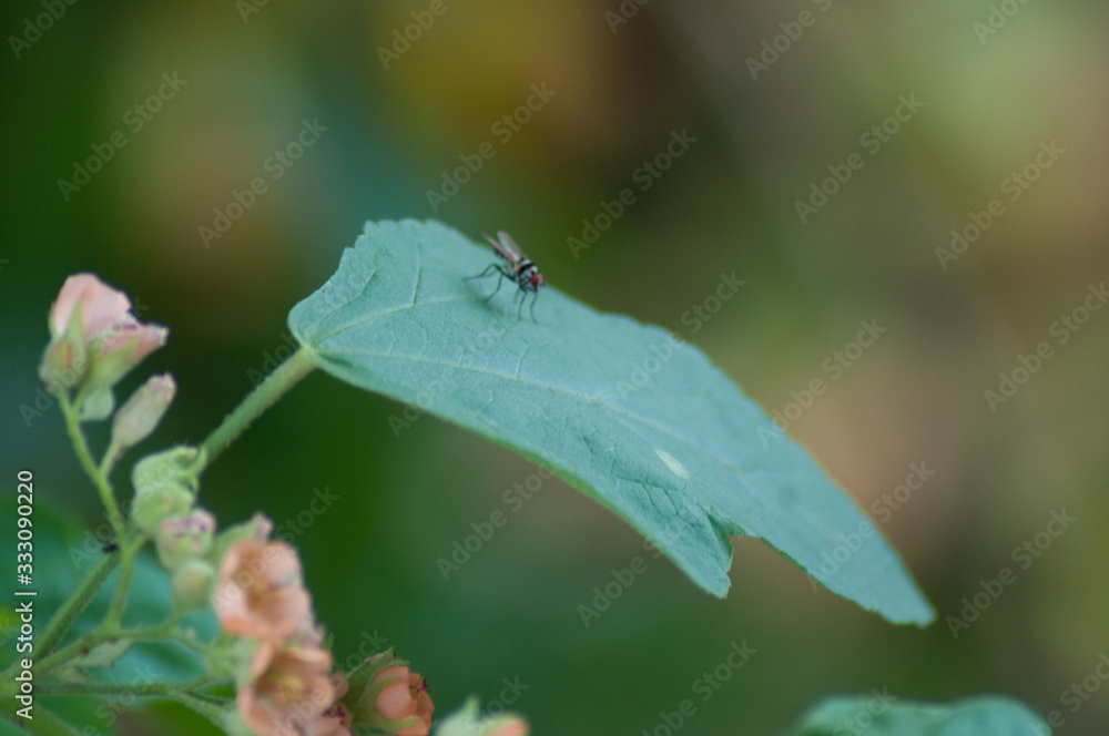 A fly sitting on a leaf while roaming a beautiful garden A fly sitting on a leaf while roaming a beautiful garden