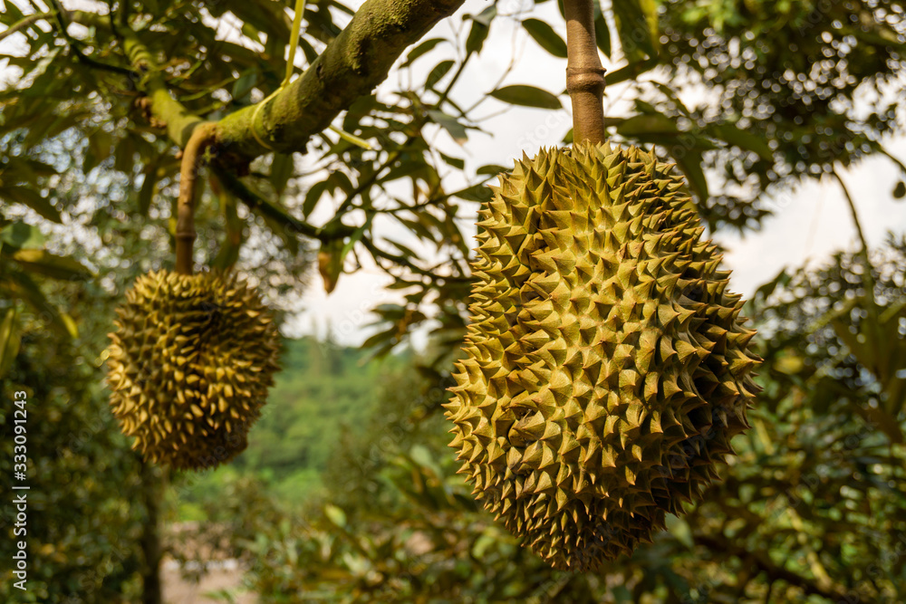 Bunch of green shape spink skin of Durian fruits on the trees plant in agriculture field Bunch of green shape spink skin of Durian fruits on the trees plant in agriculture field