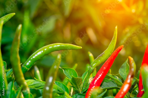 Chilli pepper garden concept, organic chillies vegetable planting in farm countryside, red and green fruit peppers on stem for havesting to cooking and sell in market  photo