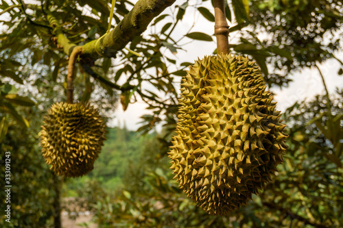Bunch of green shape spink skin of Durian fruits on the trees plant in agriculture field