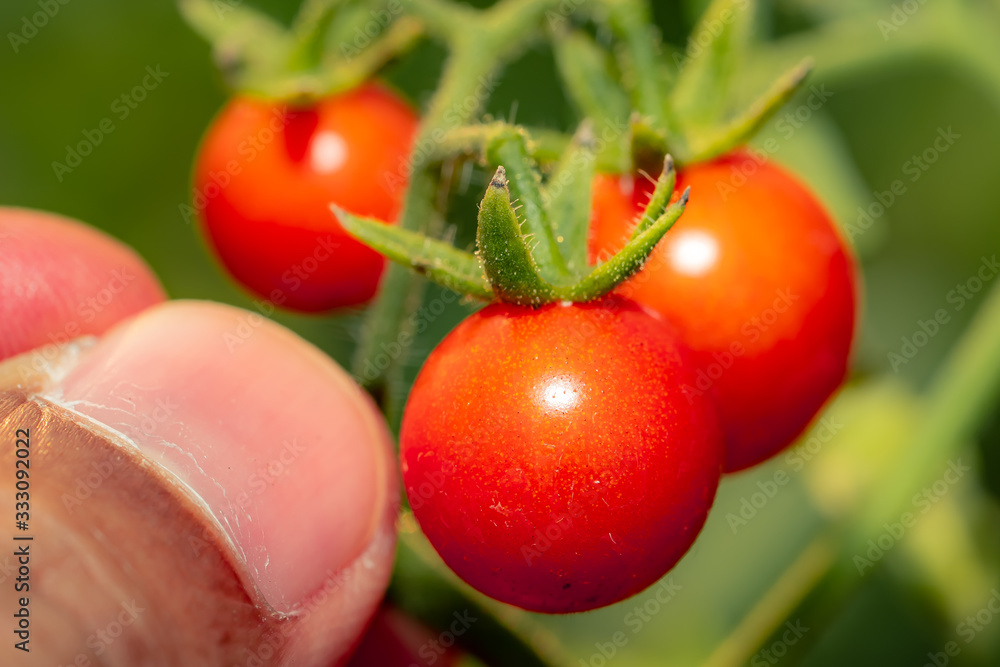 Tomato fruits plant, organic tomatoes for cooking sauce and soup, close up view photo for creative desige background