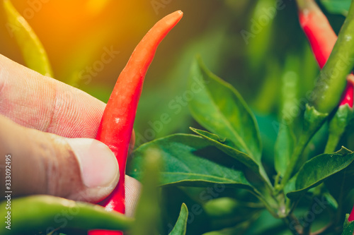 Chilli pepper garden concept, organic chillies vegetable planting in farm countryside, red and green fruit peppers on stem for havesting to cooking and sell in market 