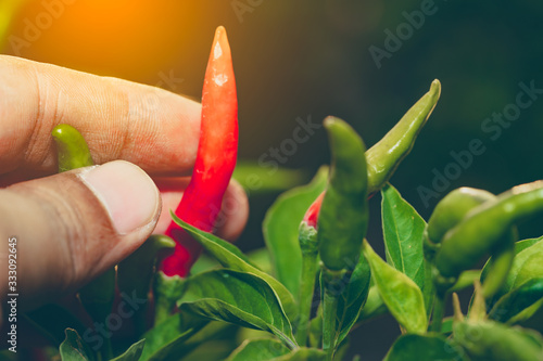 Chilli pepper garden concept, organic chillies vegetable planting in farm countryside, red and green fruit peppers on stem for havesting to cooking and sell in market  photo