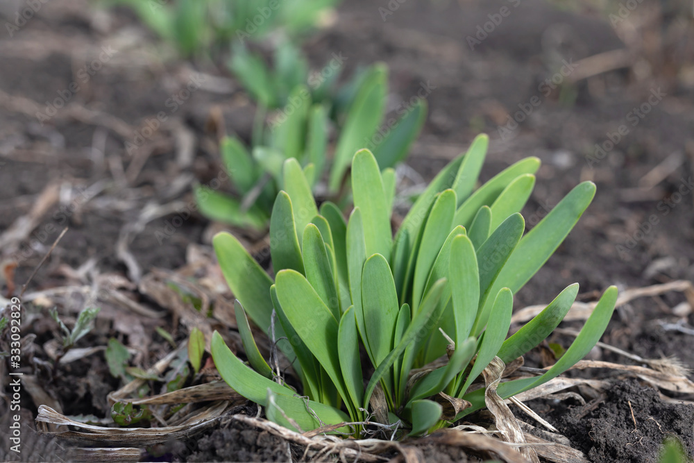 The first spring greens. fresh green early shoots of onions slimy The first spring greens. fresh green early shoots of onions slimy