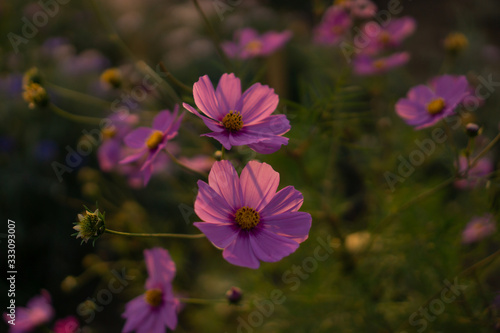 Pretty pink petals of Cosmos flowers blossom on blurry green leaves and small bud in a field under sunlight evening