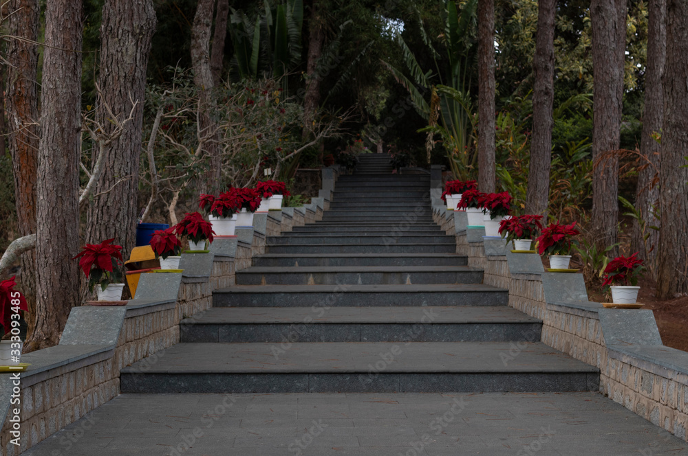 stairs in forest wit red flowers on the side