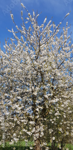 Tree with white blossoms against blue spring sky