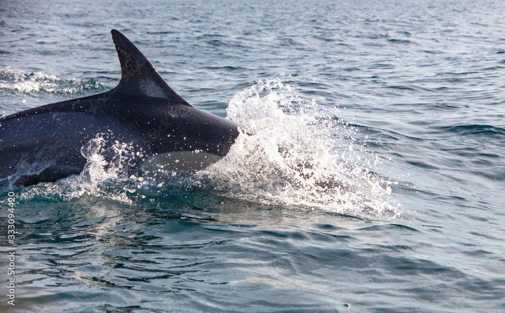 Naklejka premium dolphin in water