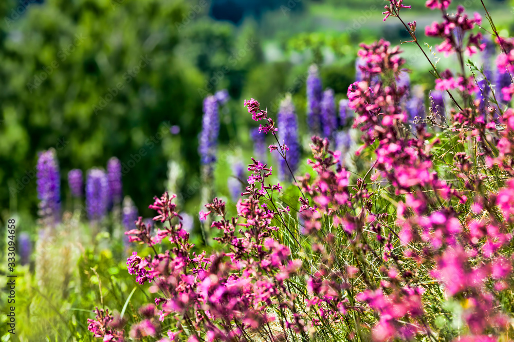 flowering small grass flowering small grass
