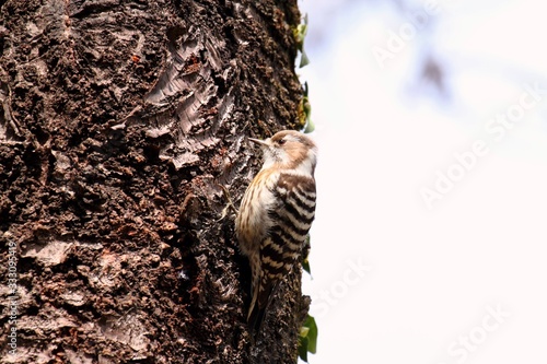 Japanese Pygmy Woodpecker (Dendrocopos kizuki nippon) - コゲラ