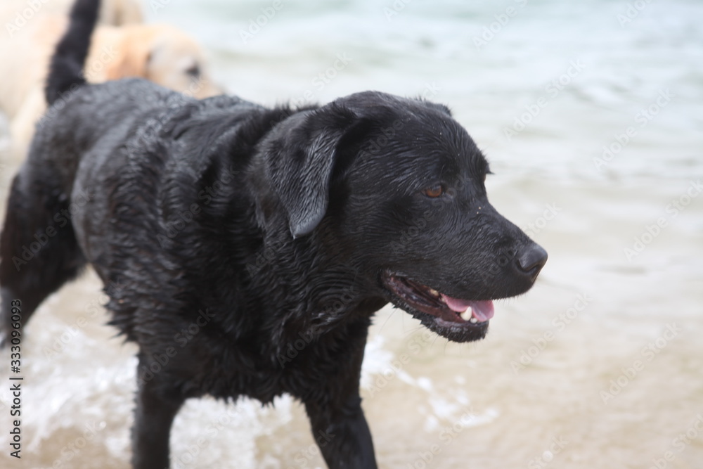 Labradors at Beach Labradors at Beach