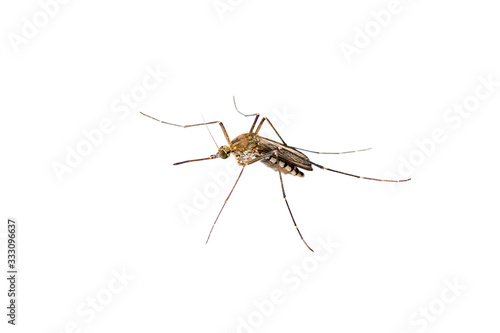 Dangerous Malaria Infected Mosquito Isolated on White, Leishmaniasis, Encephalitis, Yellow Fever, Dengue Disease, Mayaro, Zika, EEEV or EEE Virus Infectious Culex Mosquito Parasite Insect Macro © nechaevkon