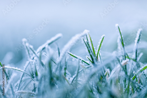 Green grass with morning frost and sunlight in garden, Frozen grass on meadow at sunrise, Plants for abstract natural background, Young shoots of winter wheat at spring day, Spring or autumn hoarfrost © icemanphotos