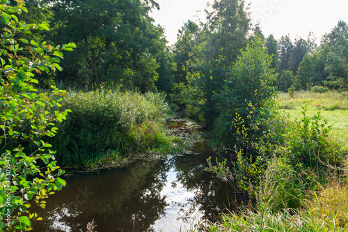 Small river in a green forest