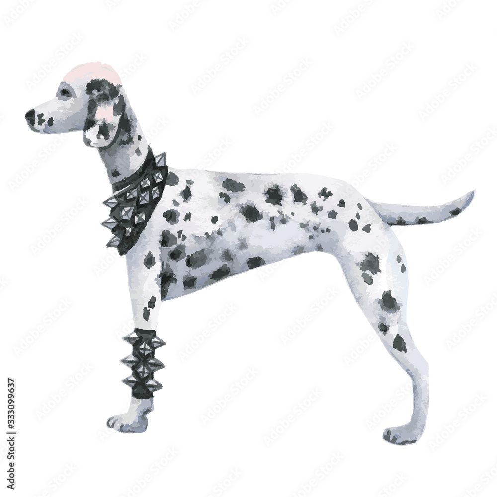 pet dog dalmatian rocker watercolor hand vector
