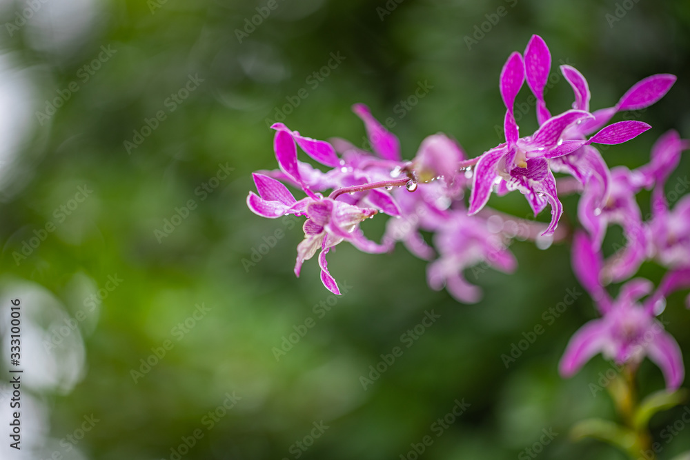 Orchid in rain forest. Raining in orchid garden on a hot sunny day. Droplets of rain can be seen in the background.