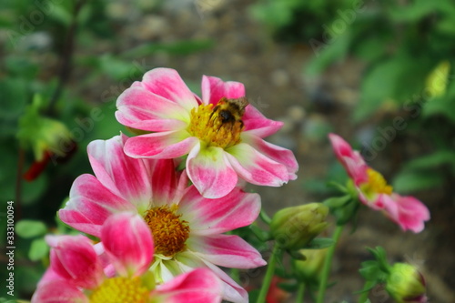 bee on flower