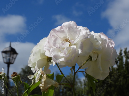 White Roses on a stem with blue sky background