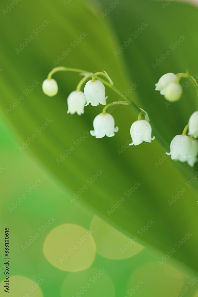 Lily of the valley may flower with green leaves on a  green background. Soft blurry focus.Floral tender spring background.Spring flowers. copy space. Flower card