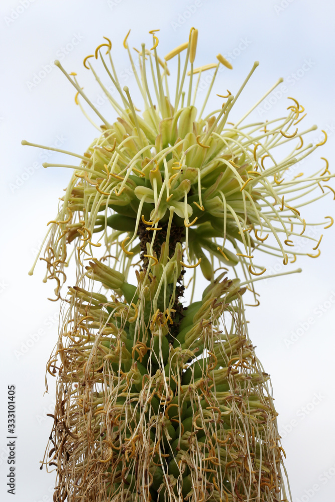 agave_victoriae-reginae