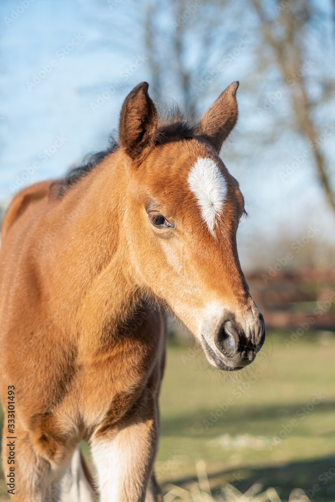 Portrait of beautiful  foal  in the farm yard