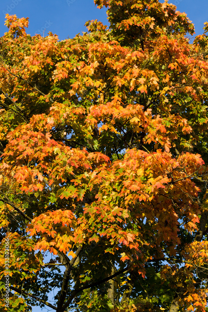 autumn specificity autumn specificity
