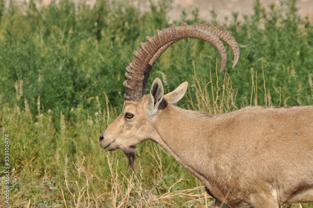 Nubian Ibex with winding horns in the Ein Gedi National Park in Israel in the desert near the Dead Sea
