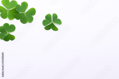 Green clover leaf on white background with three-leaved shamrocks