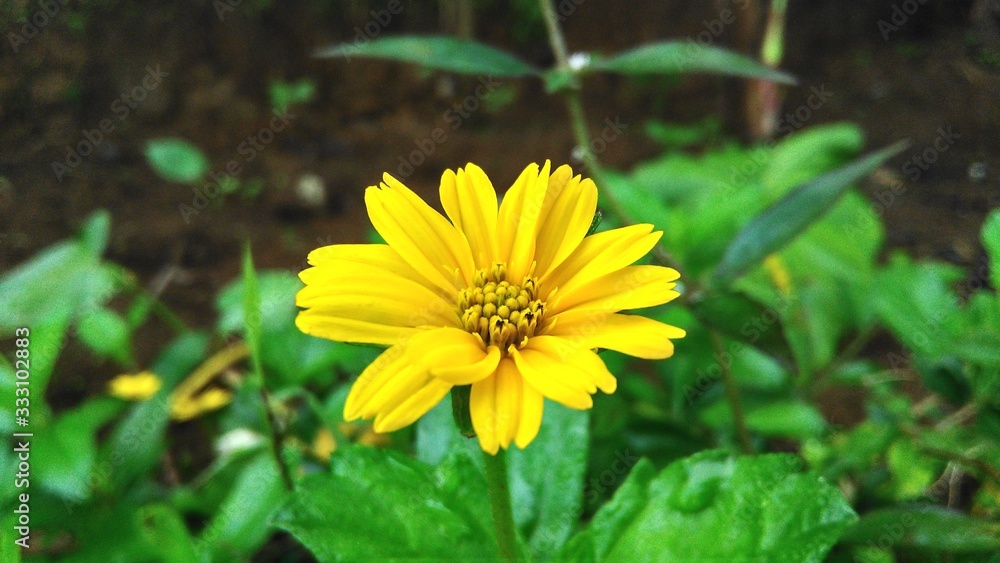 yellow flower in garden