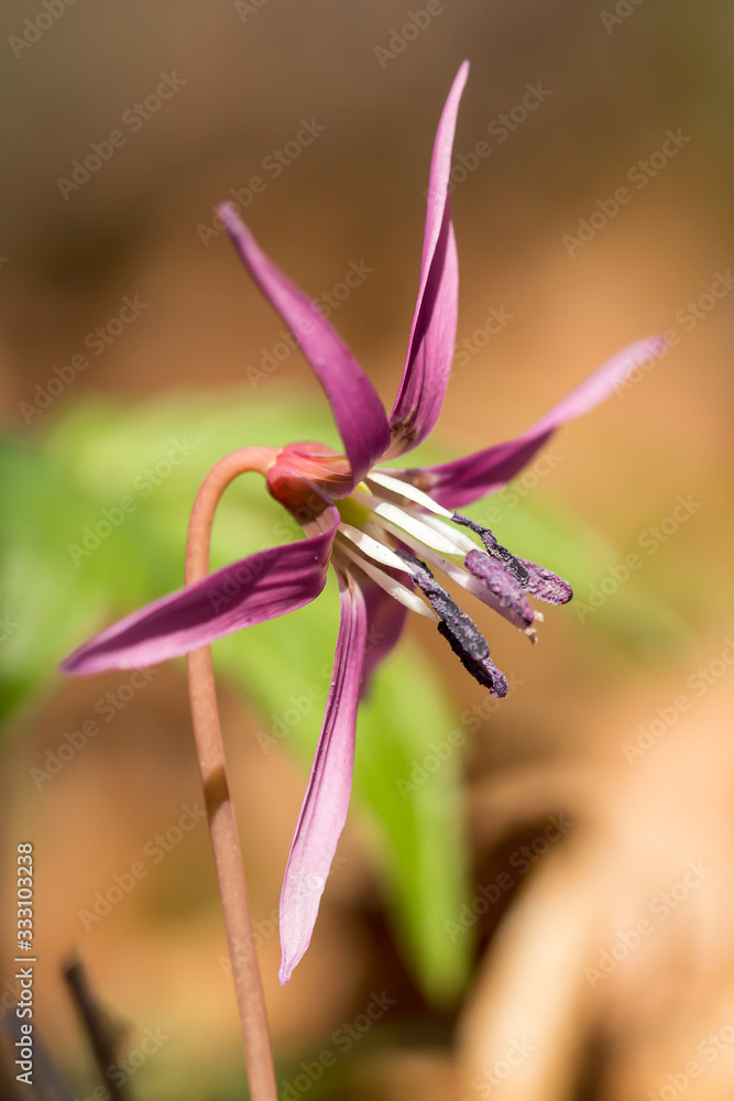 Dogtooth violet (Erythronium dens canis), the dog's tooth violet, late winter or early spring plant in lily family, Liliaceae, lilac flower. Ovate, lanceolate leaf, white bulb, damp woodland plant Dogtooth violet (Erythronium dens canis), the dog's tooth violet, late winter or early spring plant in lily family, Liliaceae, lilac flower. Ovate, lanceolate leaf, white bulb, damp woodland plant