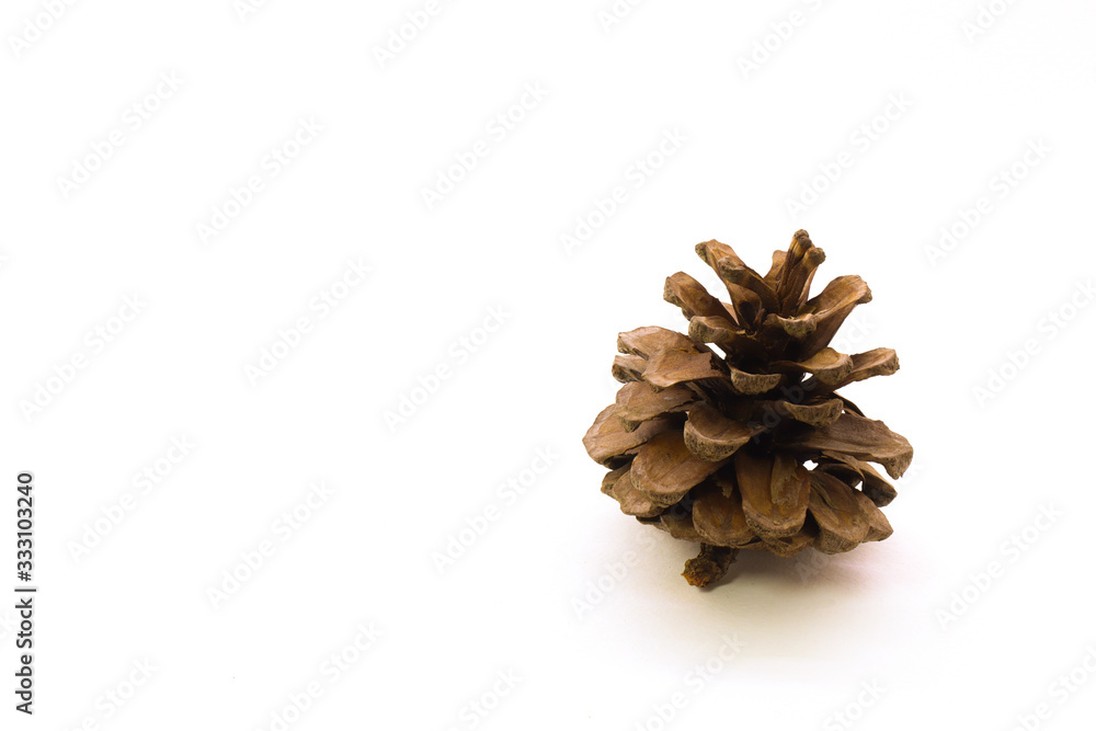 pine cone on white background pine cone on white background