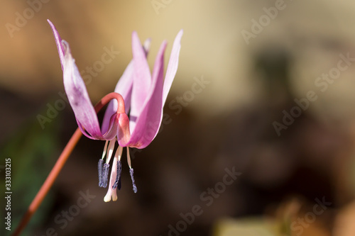 Wallpaper Mural Dogtooth violet (Erythronium dens canis), the dog's tooth violet, late winter or early spring plant in lily family, Liliaceae, lilac flower. Ovate, lanceolate leaf, white bulb, damp woodland plant Torontodigital.ca