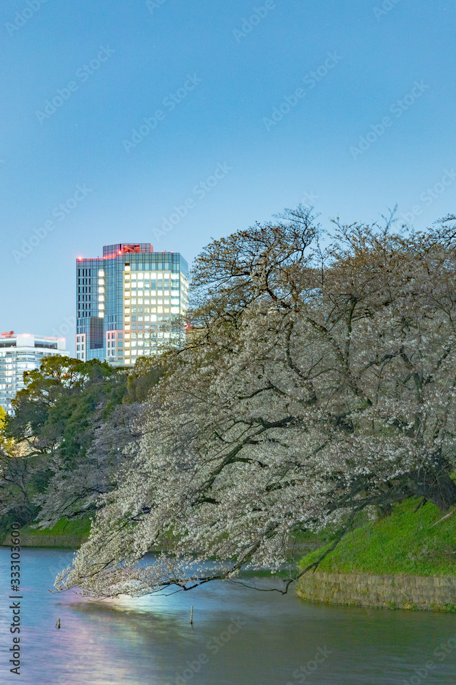 Fototapeta premium 夜の桜、東京千鳥ヶ淵