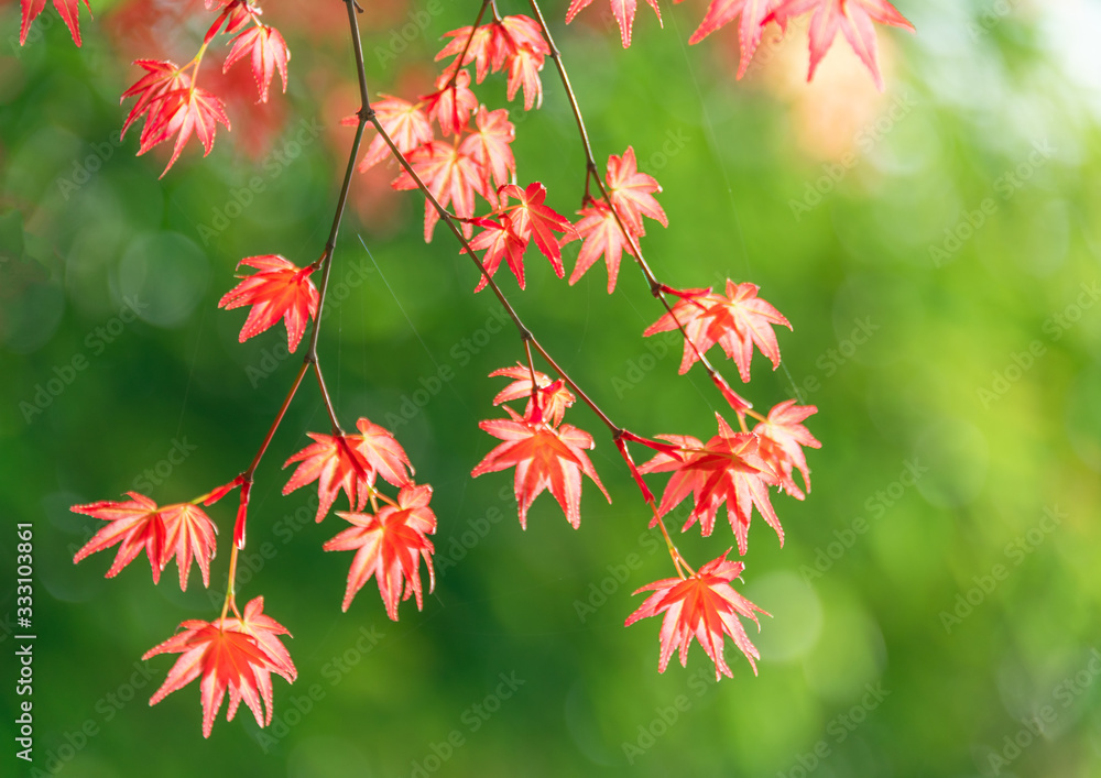 Close up of red maple leaf Close up of red maple leaf