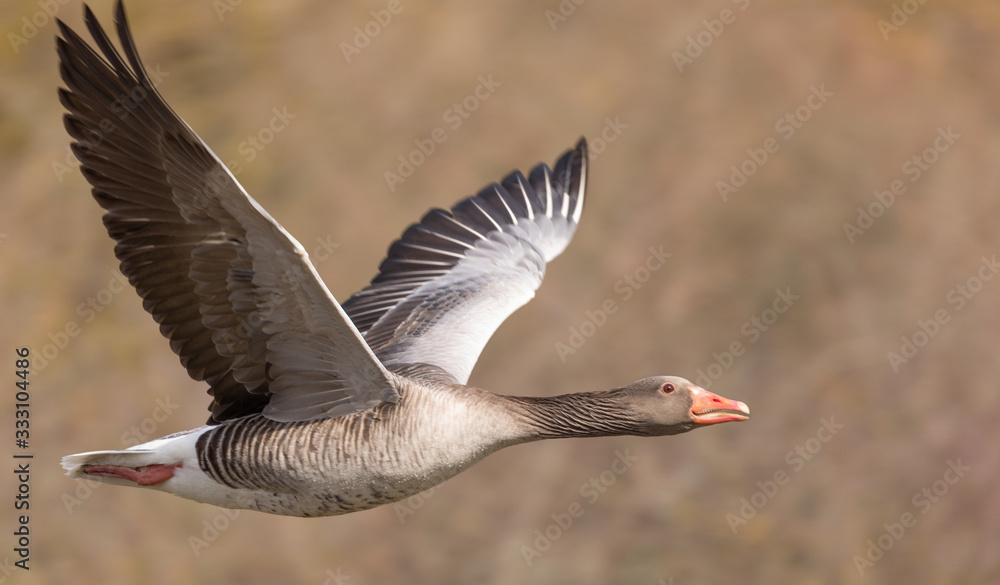 Obraz premium Greylag geese in flight